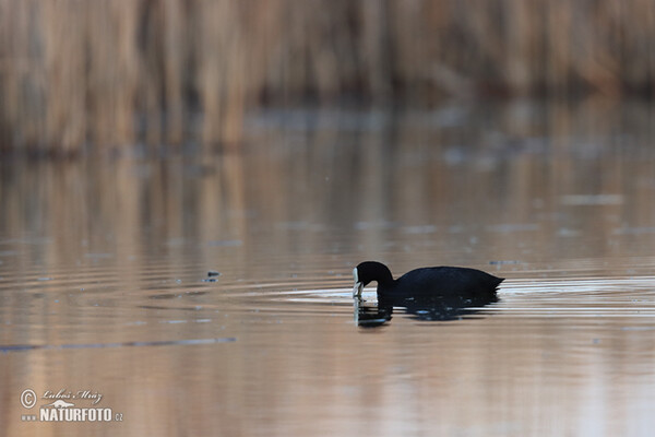 Eurasian Coot (Fulica atra)