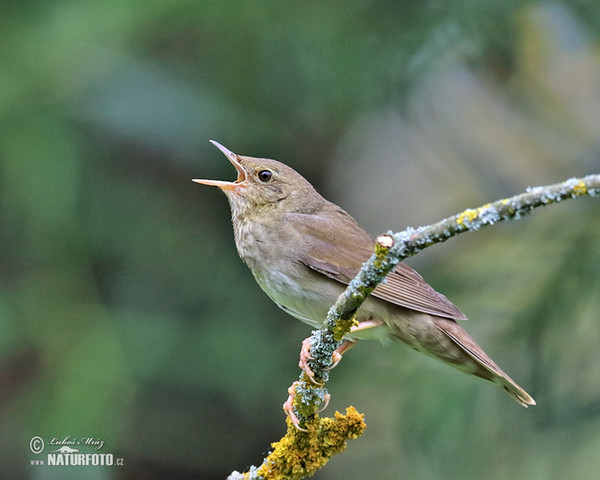 Eurasian River Warbler (Locustella fluviatilis)