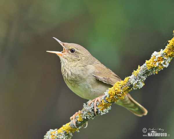 Eurasian River Warbler (Locustella fluviatilis)