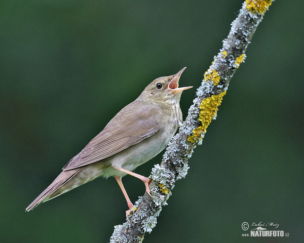 Eurasian River Warbler (Locustella fluviatilis)