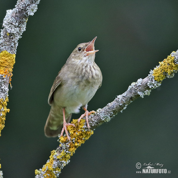 Eurasian River Warbler (Locustella fluviatilis)