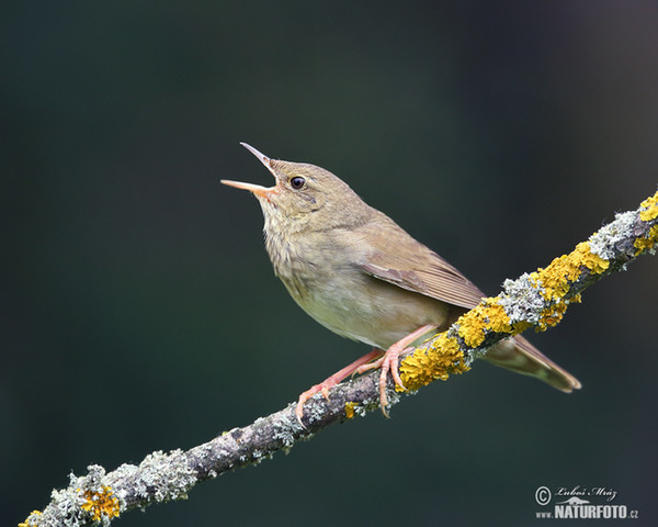 Eurasian River Warbler (Locustella fluviatilis)