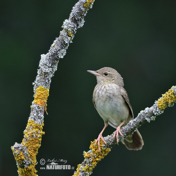 Eurasian River Warbler (Locustella fluviatilis)