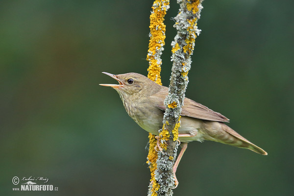 Eurasian River Warbler (Locustella fluviatilis)