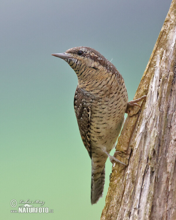 Eurasian Wryneck (Jynx torquilla)