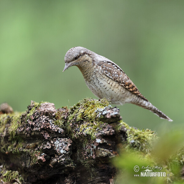 Eurasian Wryneck (Jynx torquilla)