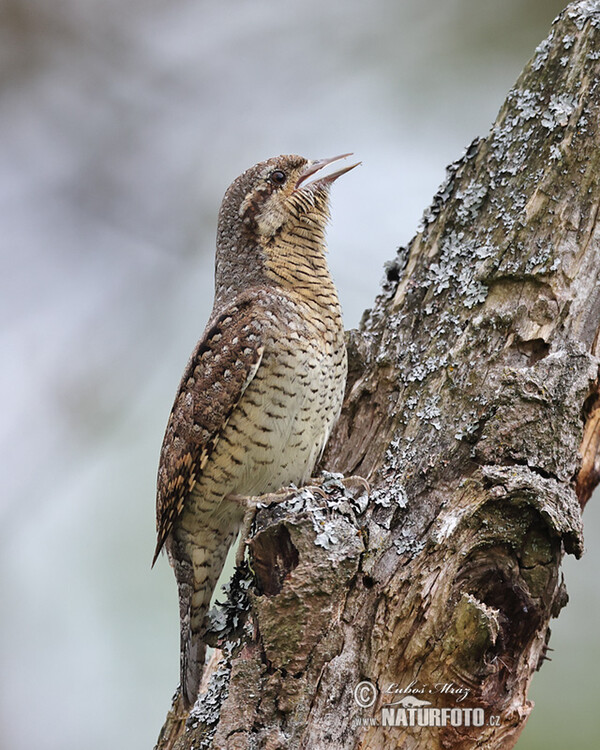 Eurasian Wryneck (Jynx torquilla)