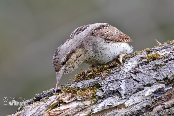 Eurasian Wryneck (Jynx torquilla)