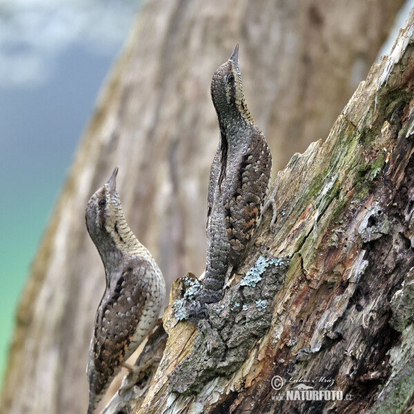 Eurasian Wryneck (Jynx torquilla)