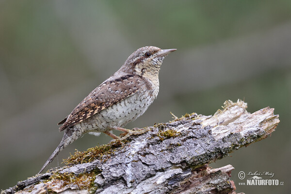 Eurasian Wryneck (Jynx torquilla)