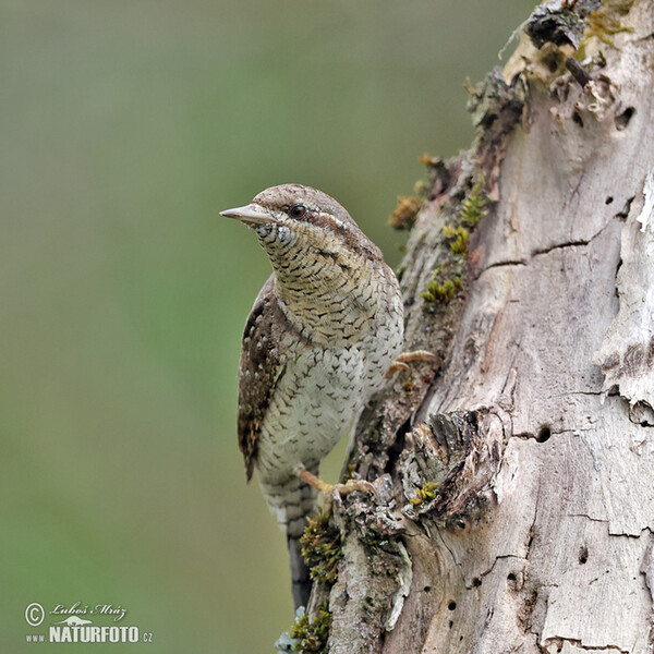 Eurasian Wryneck (Jynx torquilla)