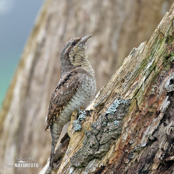 Eurasian Wryneck (Jynx torquilla)