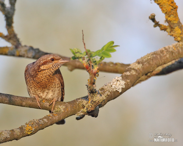 Eurasian Wryneck (Jynx torquilla)