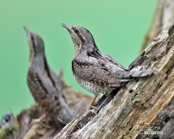 Eurasian Wryneck (Jynx torquilla)