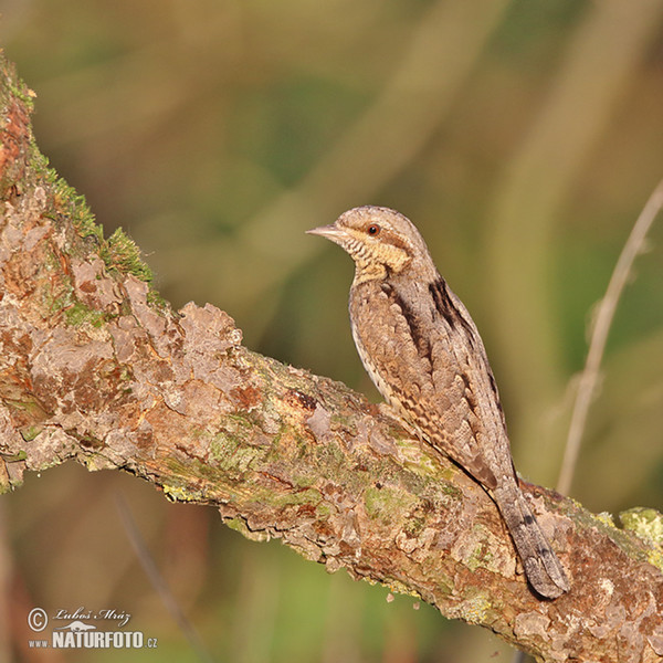 Eurasian Wryneck (Jynx torquilla)