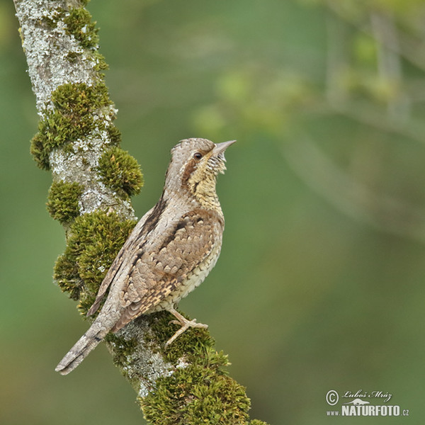 Eurasian Wryneck (Jynx torquilla)