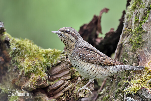 Eurasian Wryneck (Jynx torquilla)