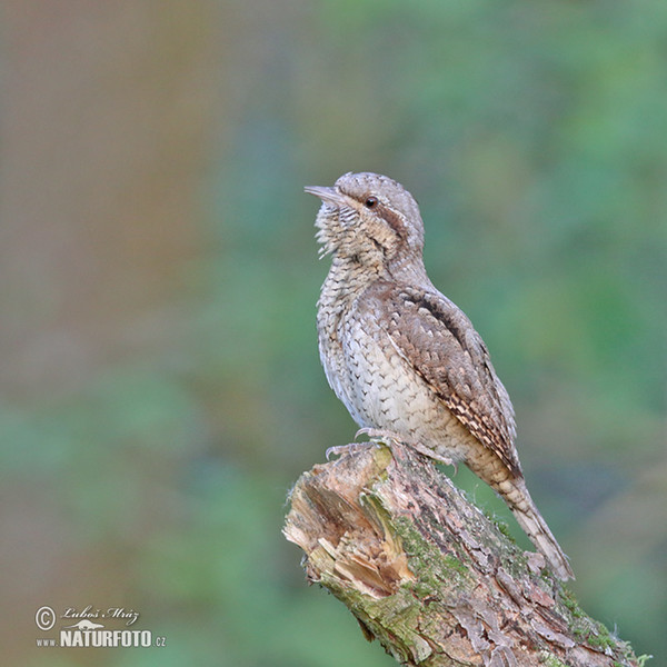 Eurasian Wryneck (Jynx torquilla)