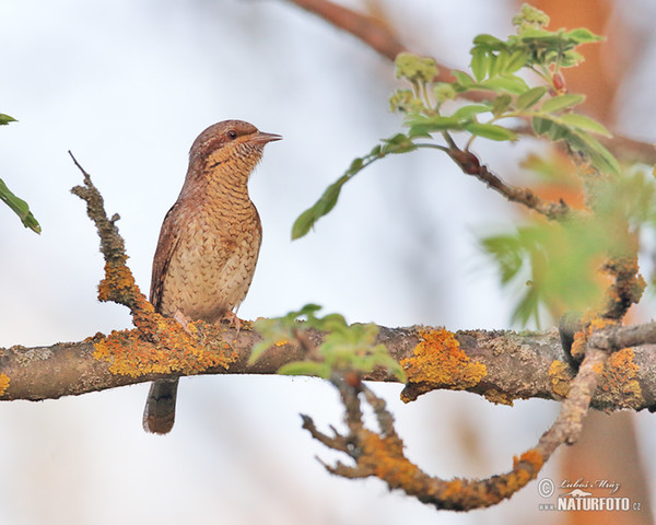 Eurasian Wryneck (Jynx torquilla)