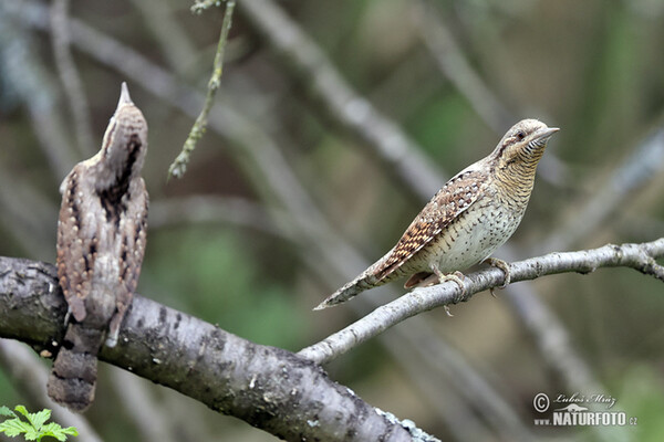 Eurasian Wryneck (Jynx torquilla)