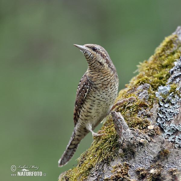 Eurasian Wryneck (Jynx torquilla)