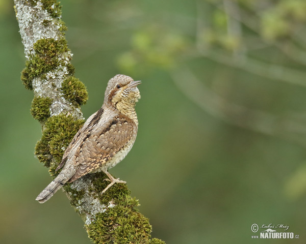 Eurasian Wryneck (Jynx torquilla)