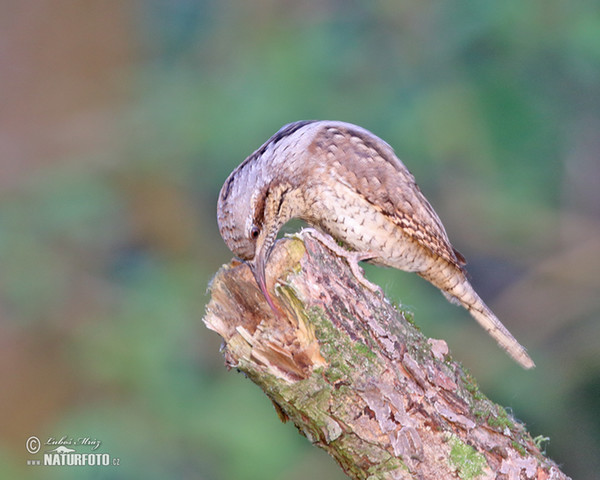 Eurasian Wryneck (Jynx torquilla)