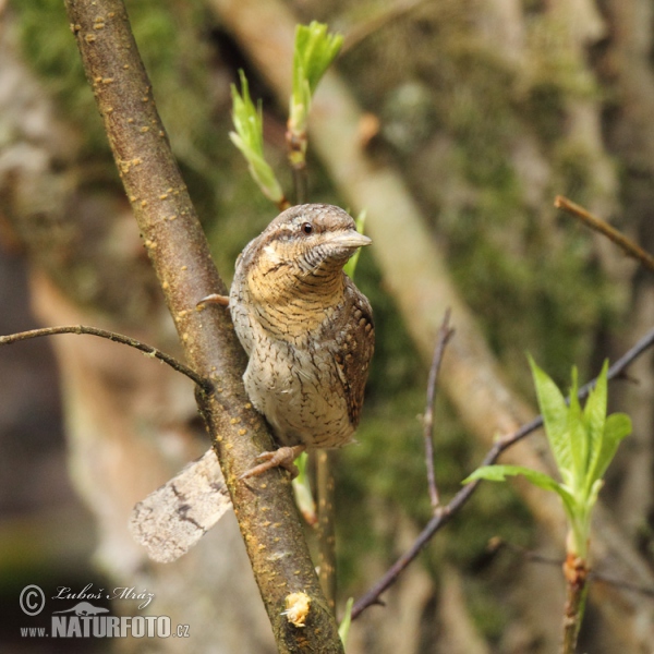 Eurasian Wryneck (Jynx torquilla)