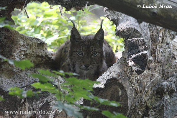 Euraziatische lynx