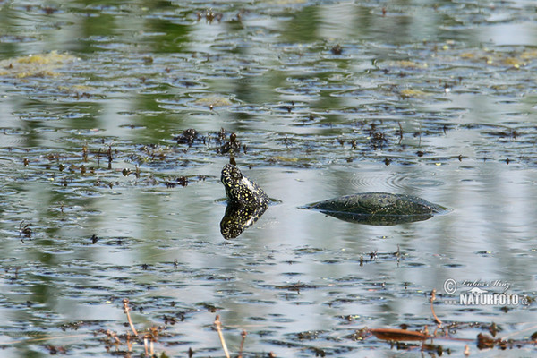 Europæisk sumpskildpadde