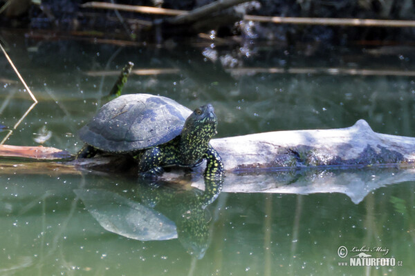 European pond Turtle (Emys orbicularis)