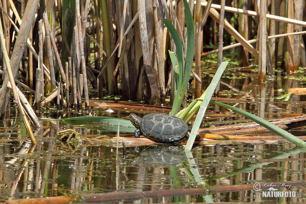 European pond Turtle (Emys orbicularis)