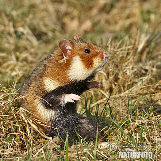 Europeisk hamster