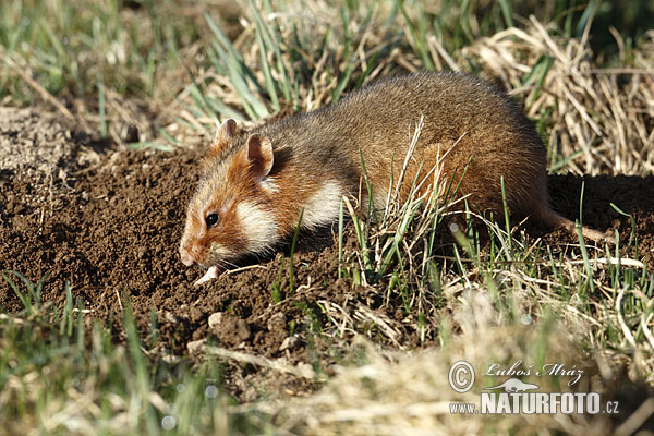 Europeisk hamster