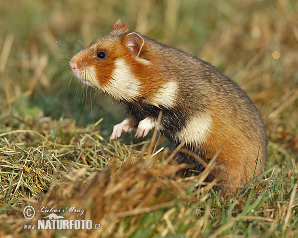 Europeisk hamster