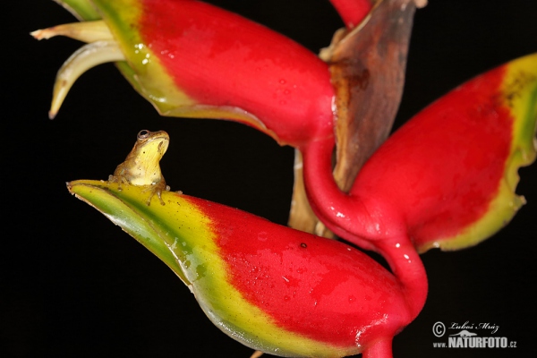 Executioner Clownfrog (Dendropsophus carnifex)