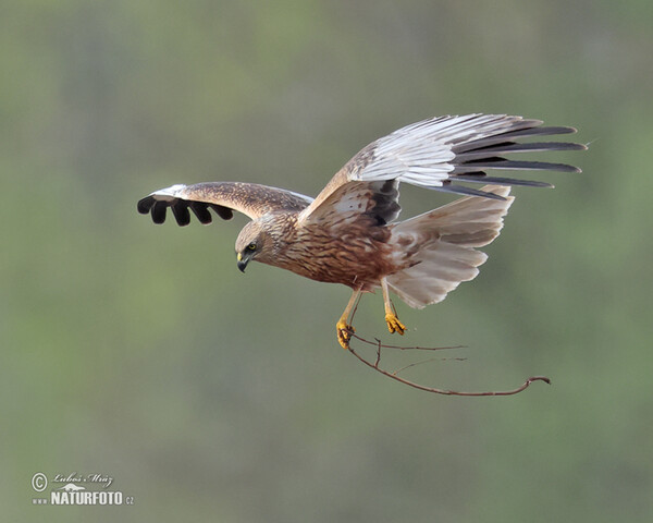 Falco di palude