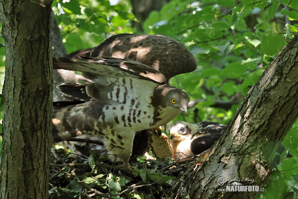 Falco pecchiaiolo occidentale