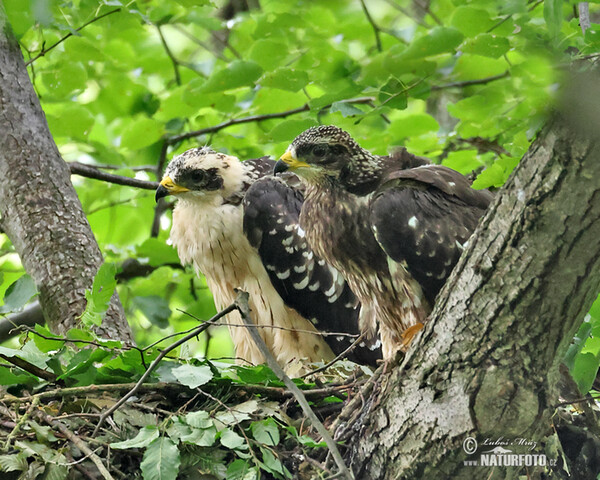 Falco pecchiaiolo occidentale