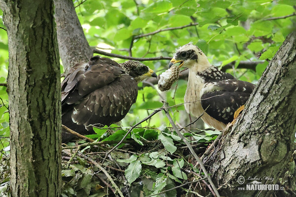 Falco pecchiaiolo occidentale