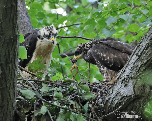 Falco pecchiaiolo occidentale