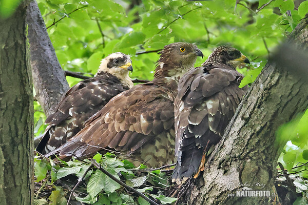 Falco pecchiaiolo occidentale