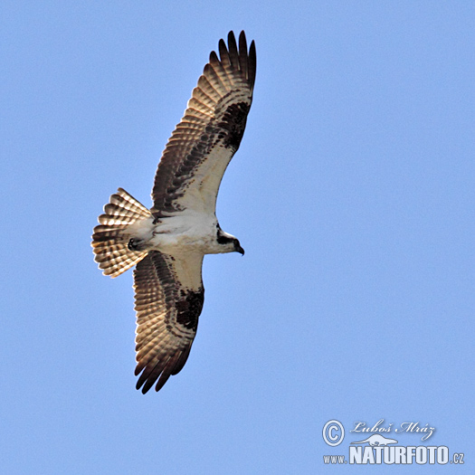 Falco pescatore