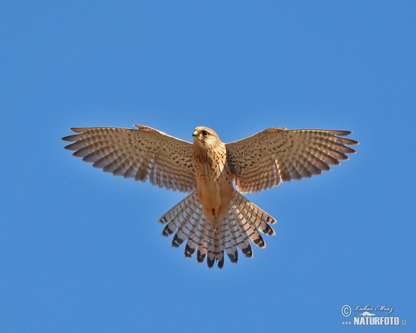 Falco tinnunculus