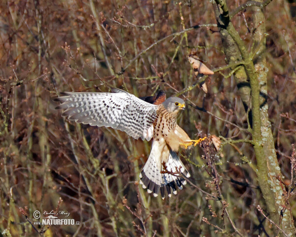 Falco tinnunculus