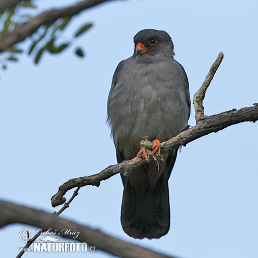 Falco vespertinus