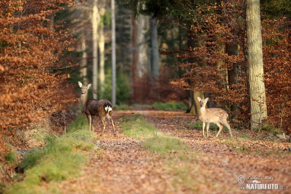 Fallow deer (Dama dama)