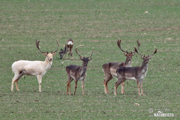 Fallow deer (Dama dama)