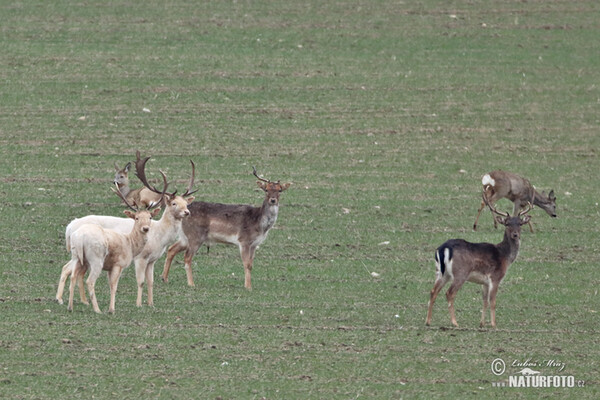 Fallow deer (Dama dama)