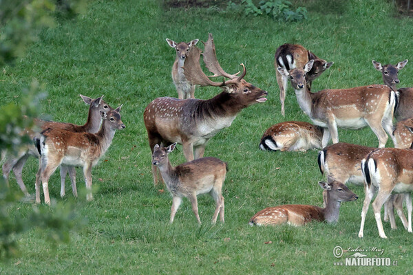 Fallow deer (Dama dama)